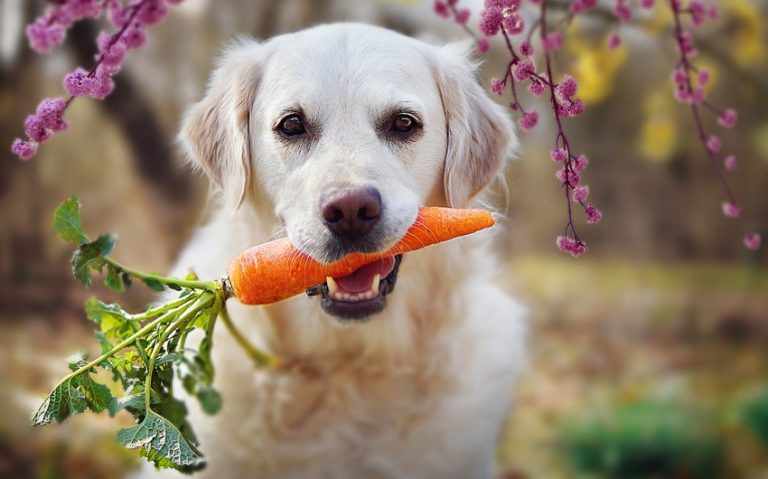 A Culinary Bond: Exploring Human Food Dogs Can Eat Together