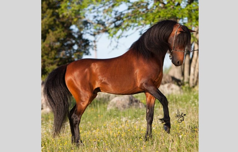 Caspian Horse