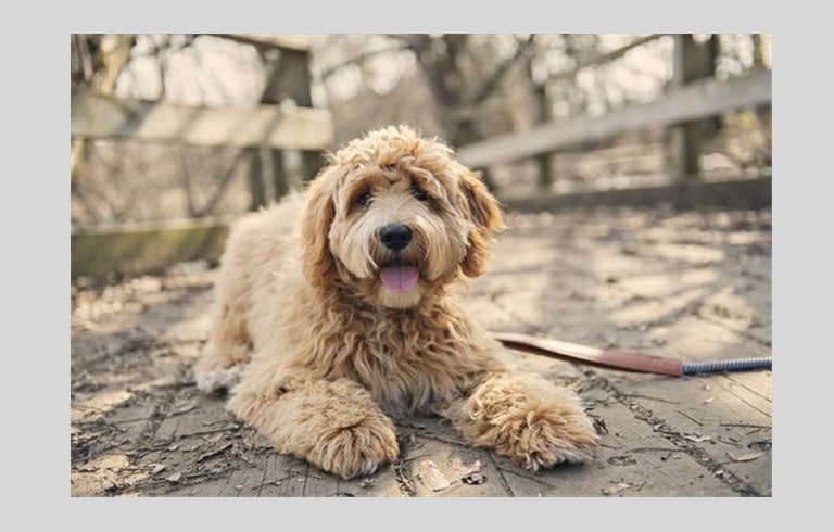 Facts about Curly Haired Dogs