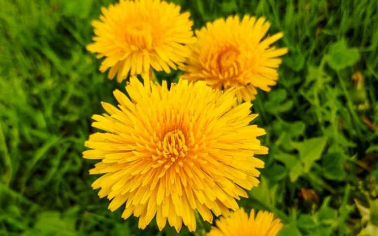 7 Surprising Dandelion Health Benefits You Need to Know