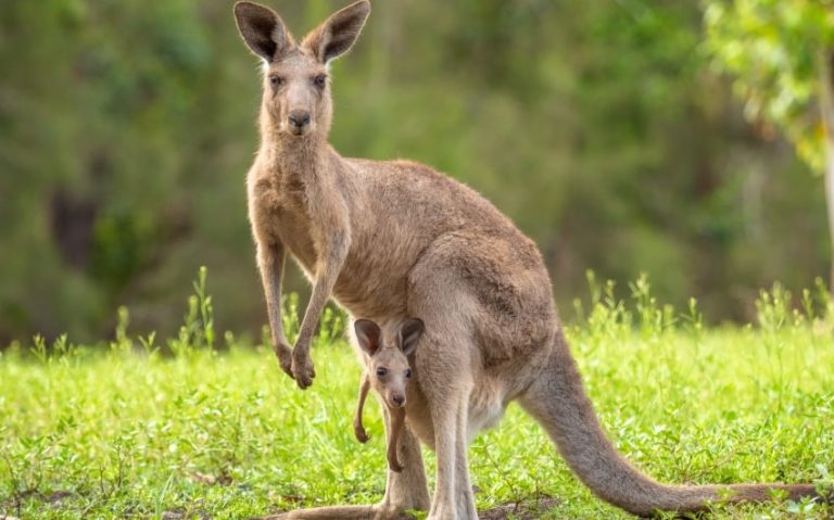 Kangaroo Pouches: Nature’s Ingenious Baby Carrier